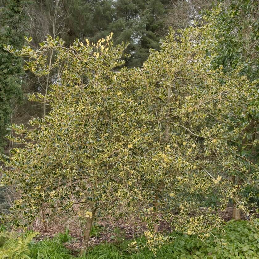 Gelbbunte Stechpalme 'Golden van Tol' / Ilex aquifolium 'Golden van Tol'