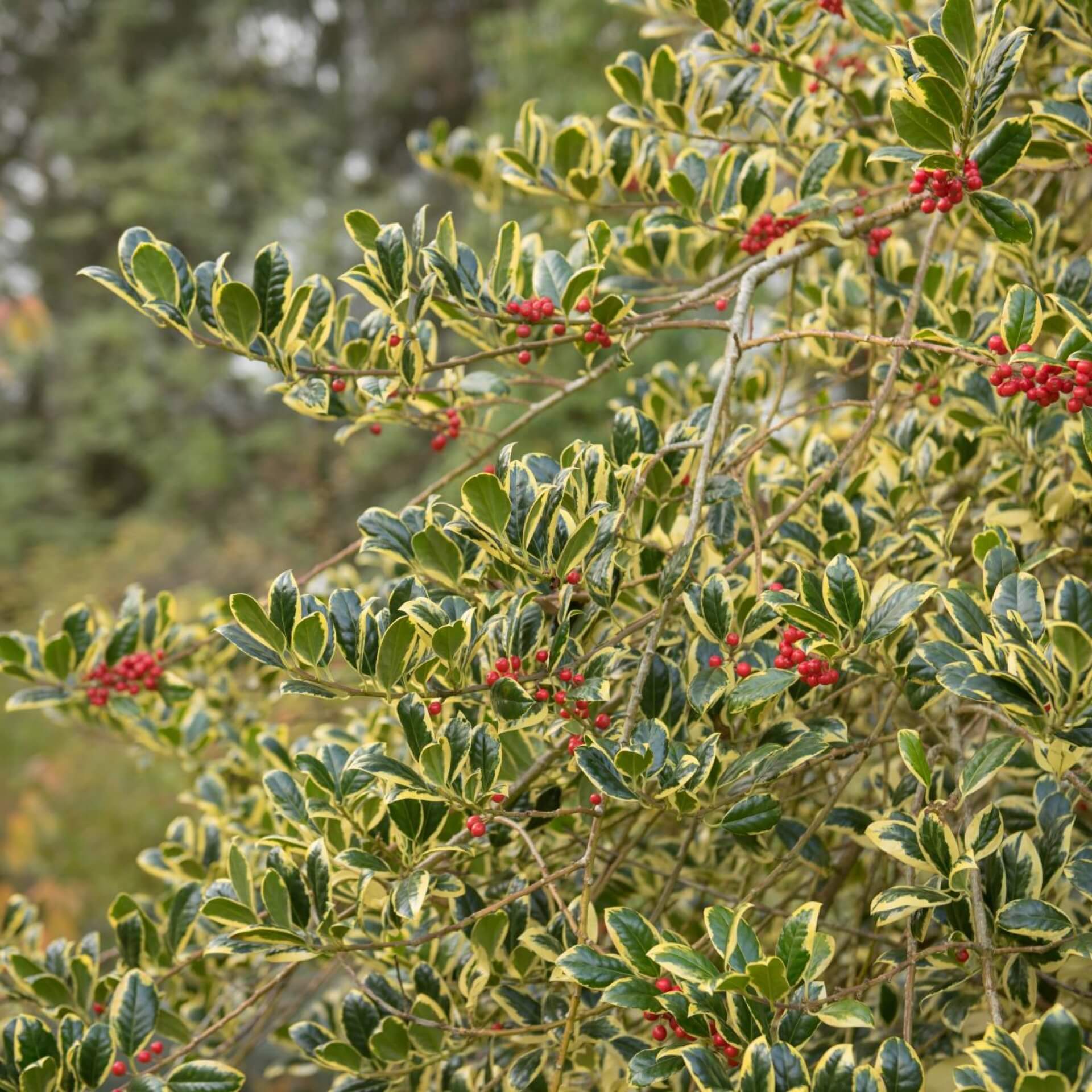 Gelbbunte Stechpalme 'Golden van Tol' (Ilex aquifolium 'Golden van Tol')