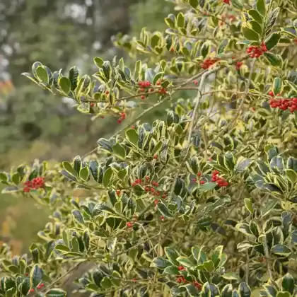 Foto von Gelbbunte Stechpalme 'Golden van Tol' (Ilex aquifolium 'Golden van Tol')