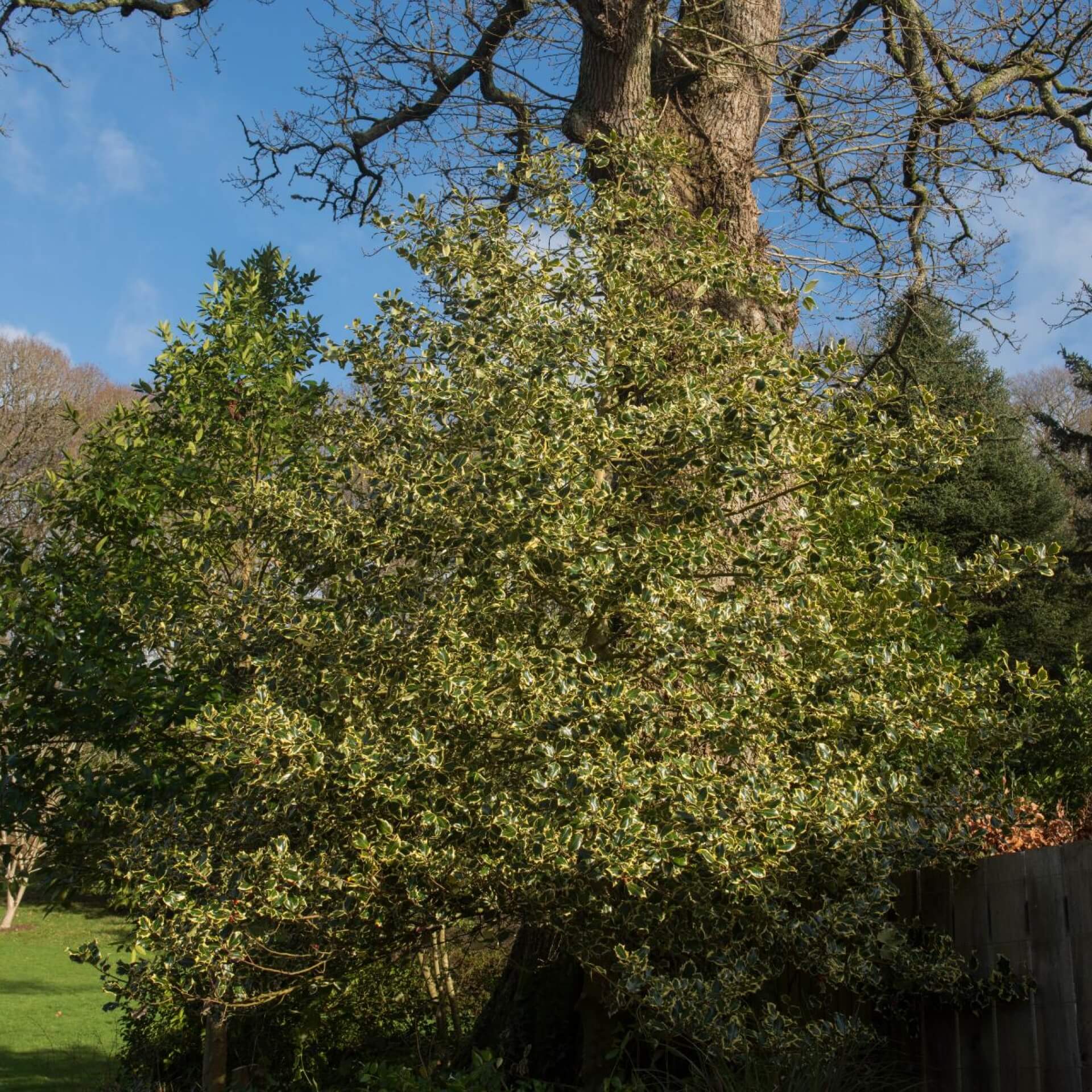 Stechpalme 'Madame Briot' (Ilex aquifolium 'Madame Briot')