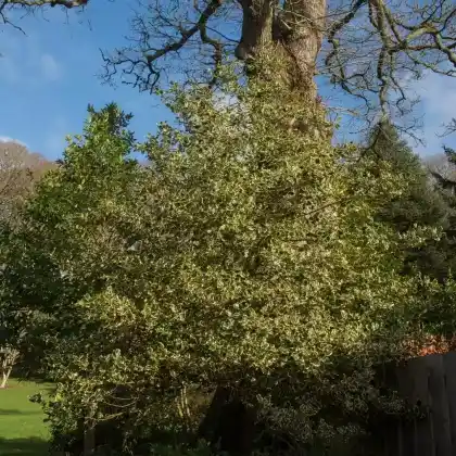 Foto von Stechpalme 'Madame Briot' (Ilex aquifolium 'Madame Briot')