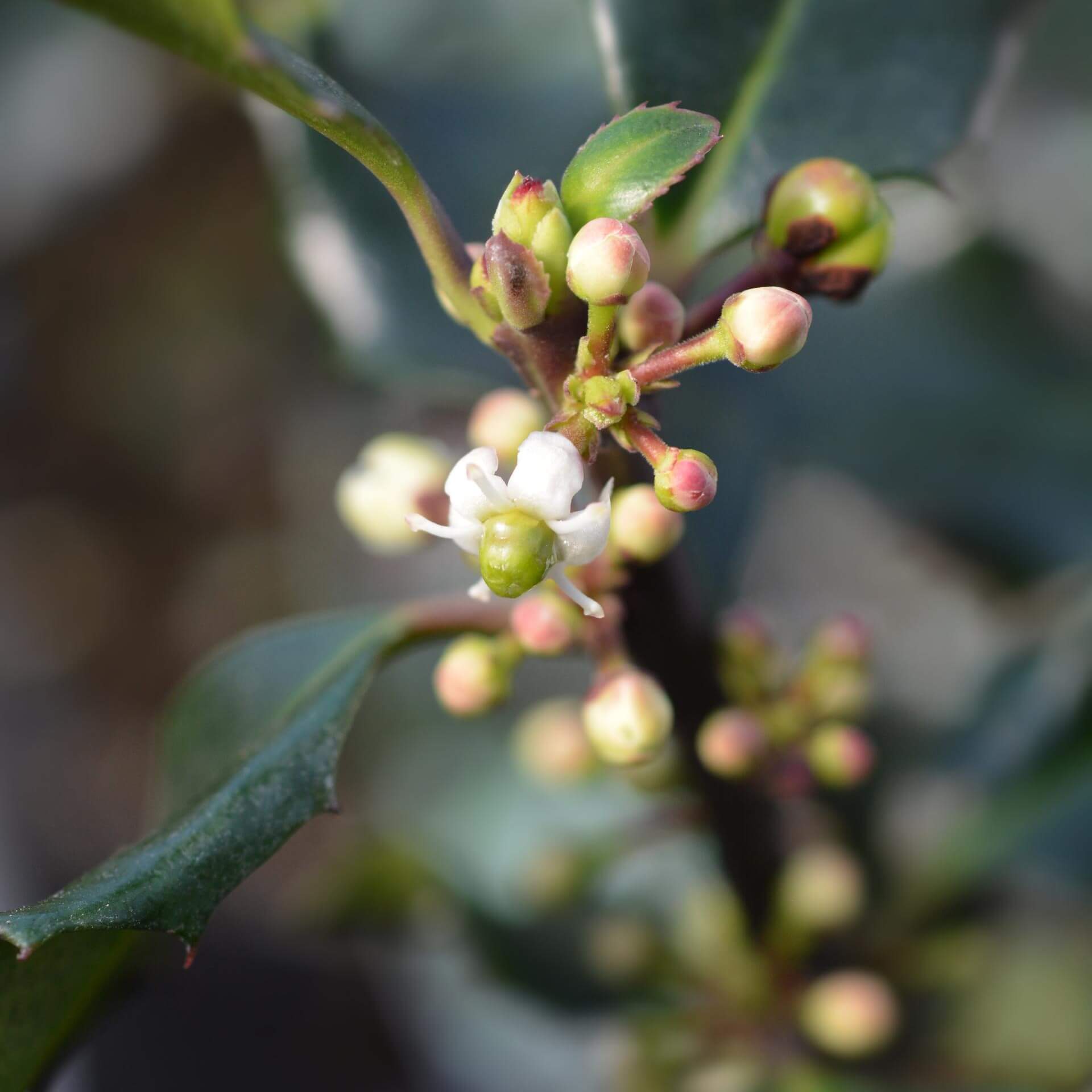 Stechpalme 'Blue Angel' (Ilex meserveae 'Blue Angel')