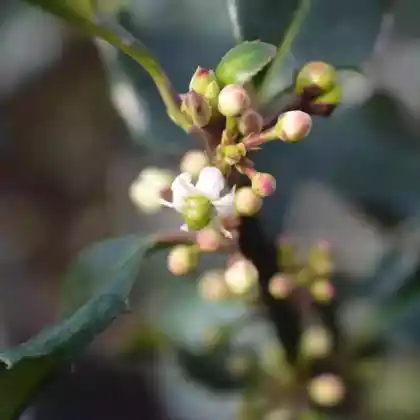Foto von Stechpalme 'Blue Angel' (Ilex meserveae 'Blue Angel')
