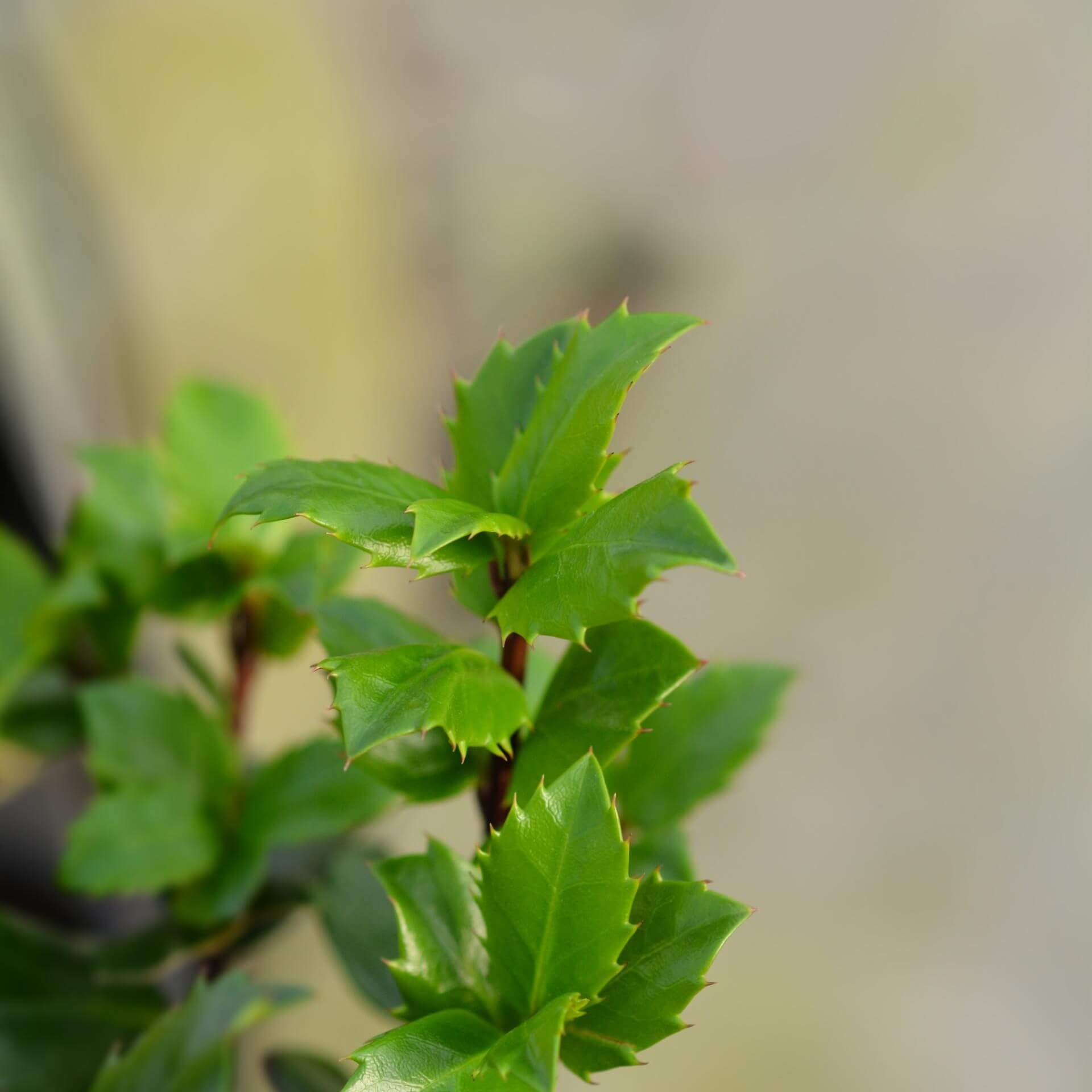 Stechpalme 'Blue Prince' (Ilex meserveae 'Blue Prince')