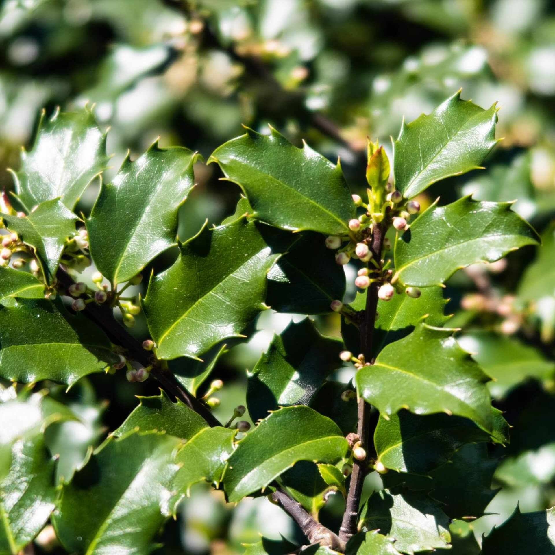 Stechpalme 'Blue Princess' (Ilex meserveae 'Blue Princess')