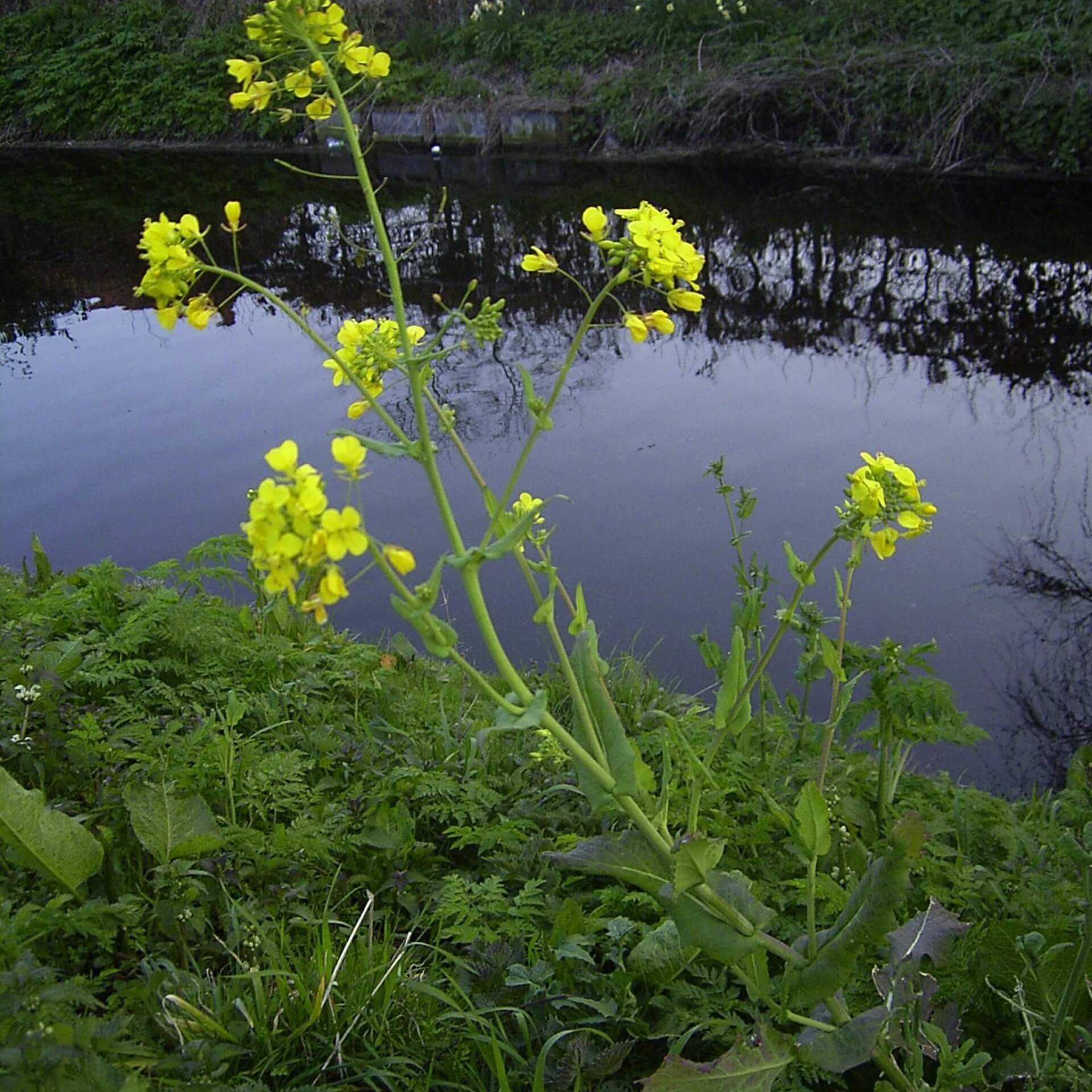 Rübsen (Brassica rapa)