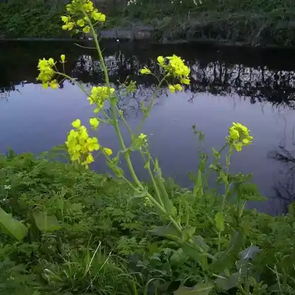 Foto von Rübsen (Brassica rapa)