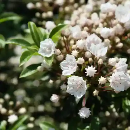 Foto von Weißblühender Berglorbeer 'Elf' (Kalmia latifolia 'Elf')