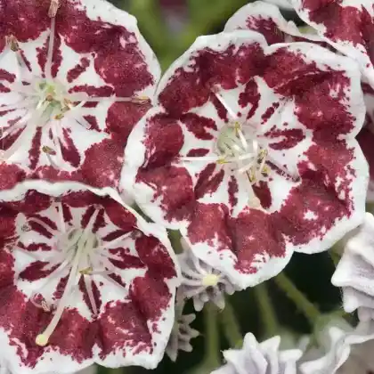 Foto von Berglorbeer 'Minuet' (Kalmia latifolia 'Minuet')
