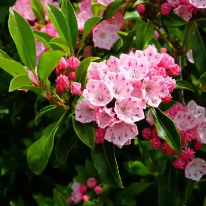 Foto von Berglorbeer 'Olympic Fire' (Kalmia latifolia 'Olympic Fire')