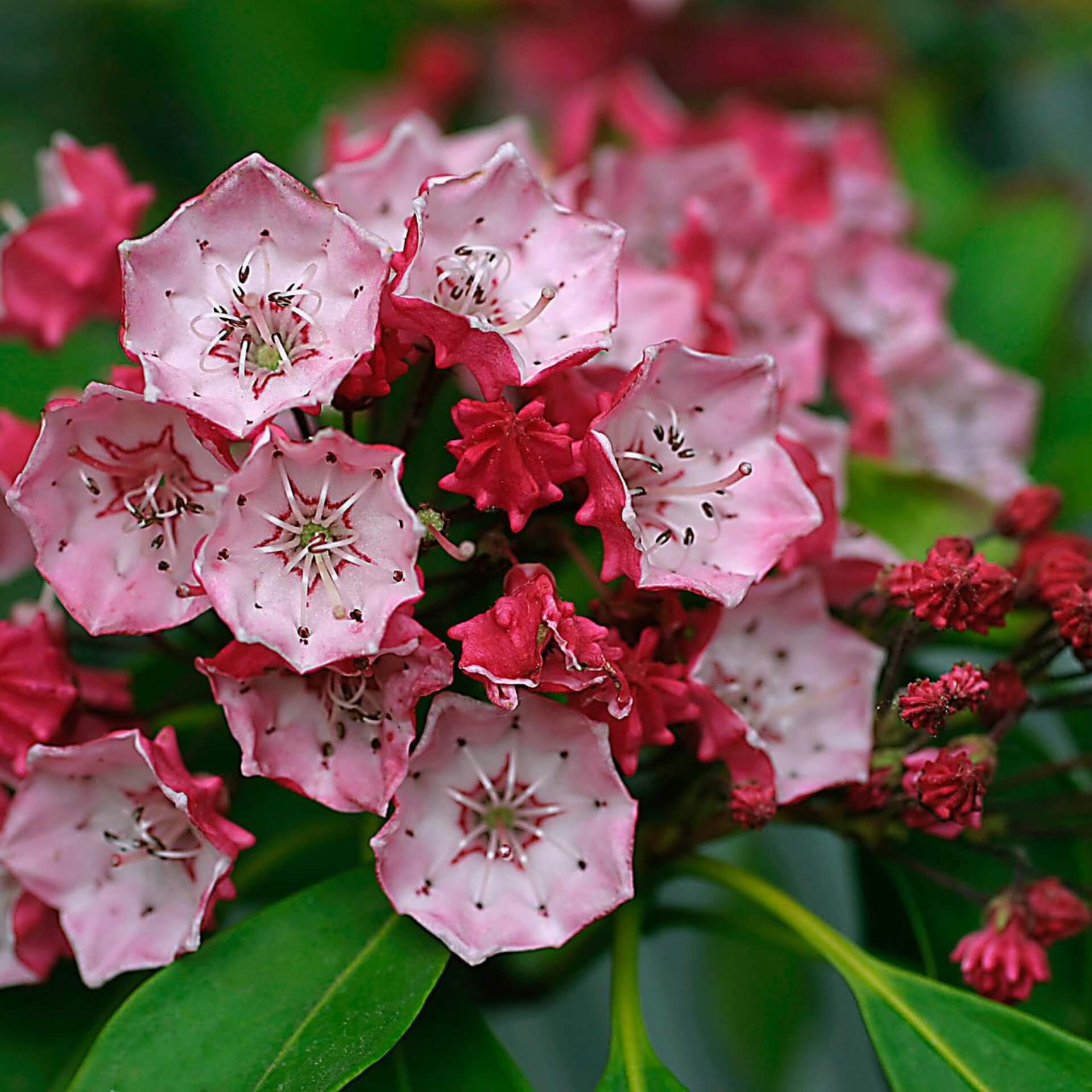 Berglorbeer 'Ostbo Red' (Kalmia latifolia 'Ostbo Red')