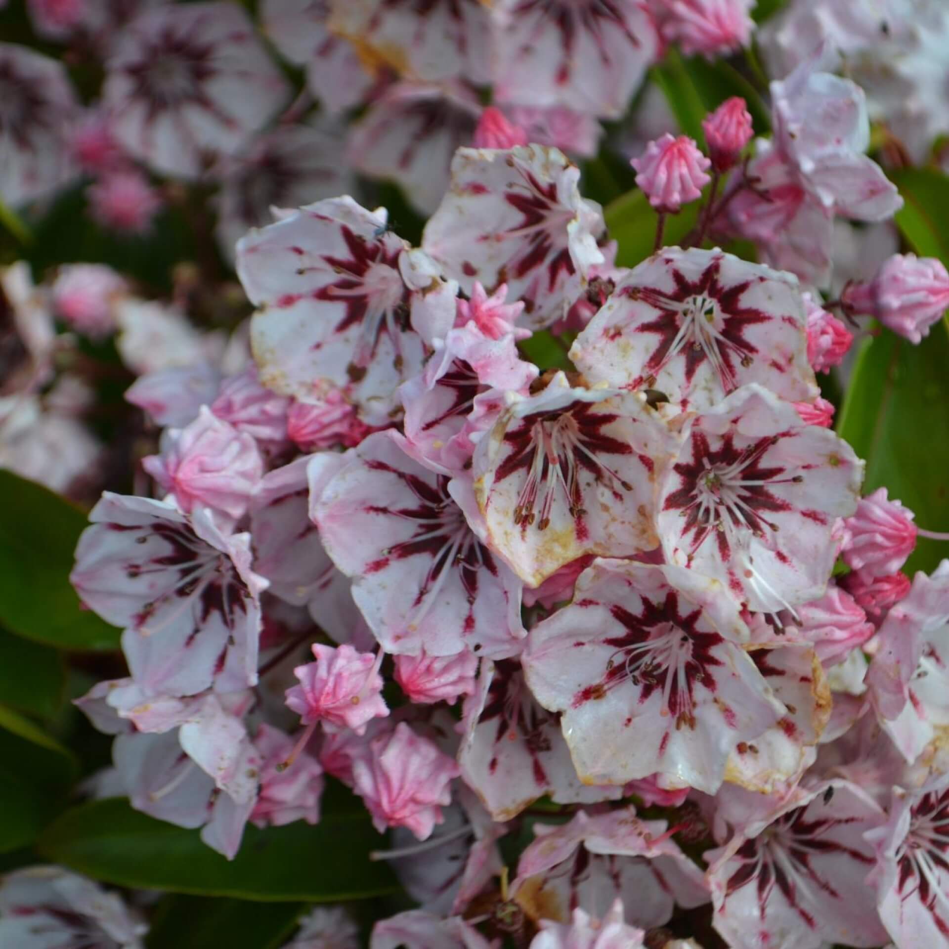 Berglorbeer 'Peppermint' (Kalmia latifolia 'Peppermint')