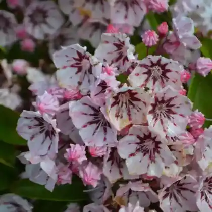 Foto von Berglorbeer 'Peppermint' (Kalmia latifolia 'Peppermint')