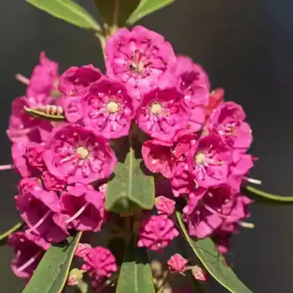 Foto von Schmalblättrige Lorbeerrose (Kalmia angustifolia)