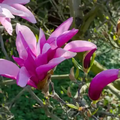 Foto von Purpurmagnolia 'Betty' (Magnolia liliiflora 'Betty')