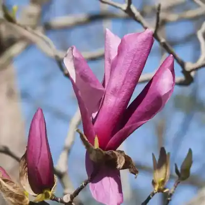 Foto von Großblumige Magnolie 'Galaxy' (Magnolia sprengeri 'Galaxy')