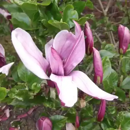 Foto von Magnolie 'Star Wars' (Magnolia 'Star Wars')