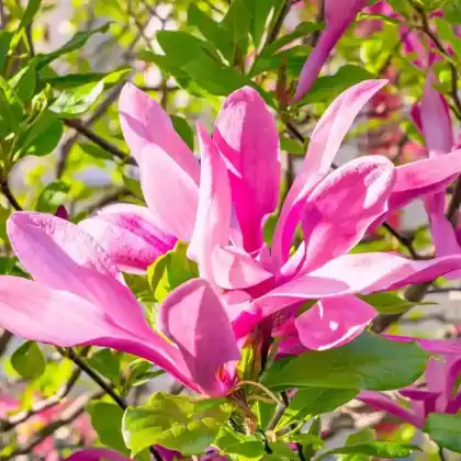 Foto von Purpur-Magnolie 'Susan' (Magnolia liliiflora 'Susan')