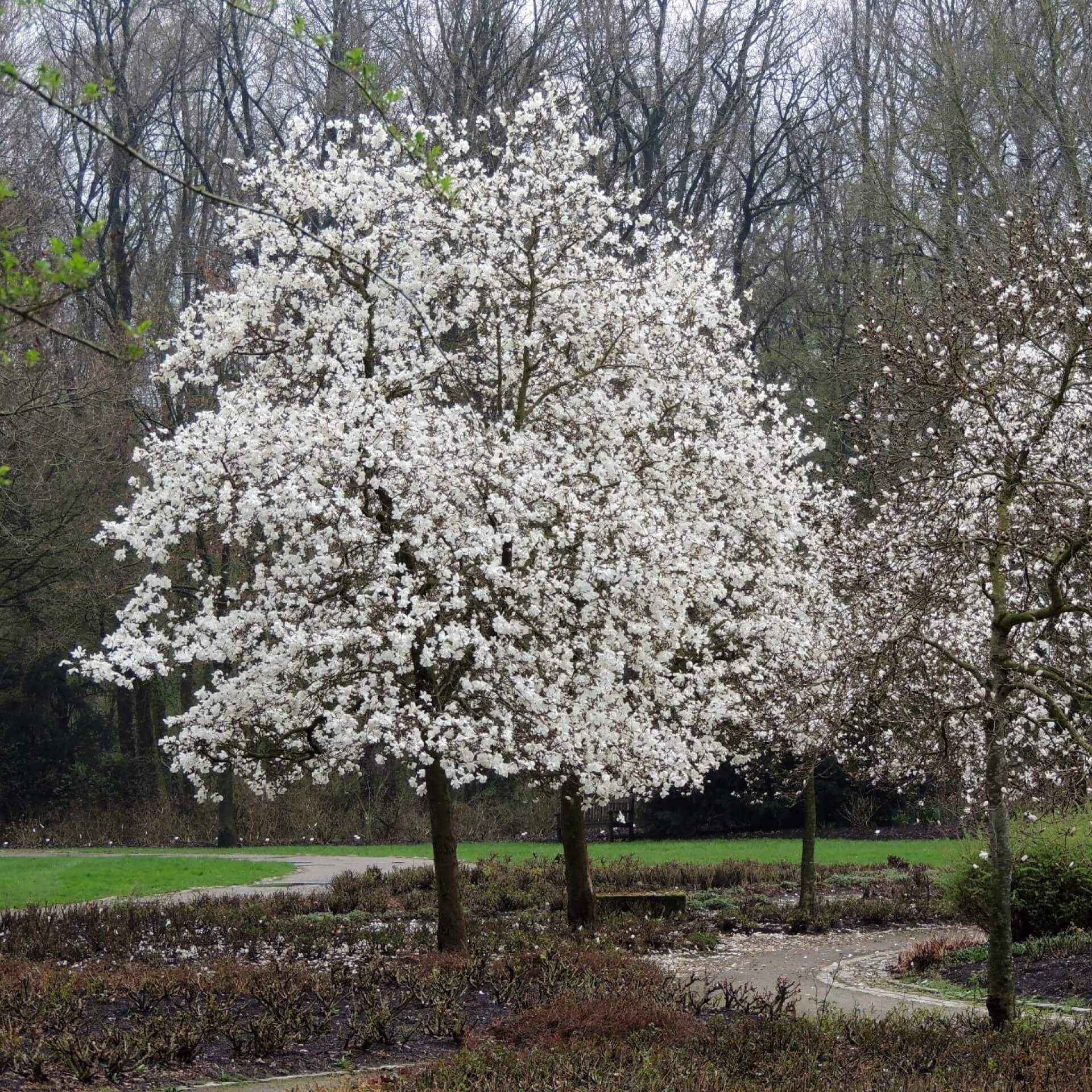 Großblumige Magnolie 'Merrill' (Magnolia x loebneri 'Merrill')