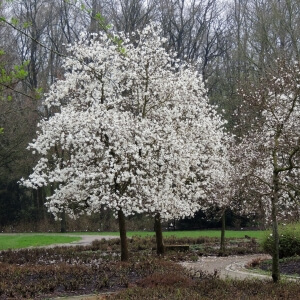 Großblumige Magnolie 'Merrill' (Magnolia x loebneri 'Merrill')