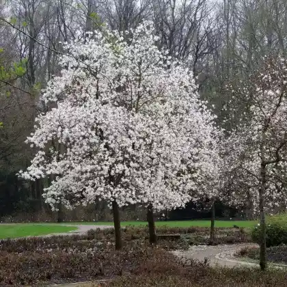 Foto von Großblumige Magnolie 'Merrill' (Magnolia x loebneri 'Merrill')