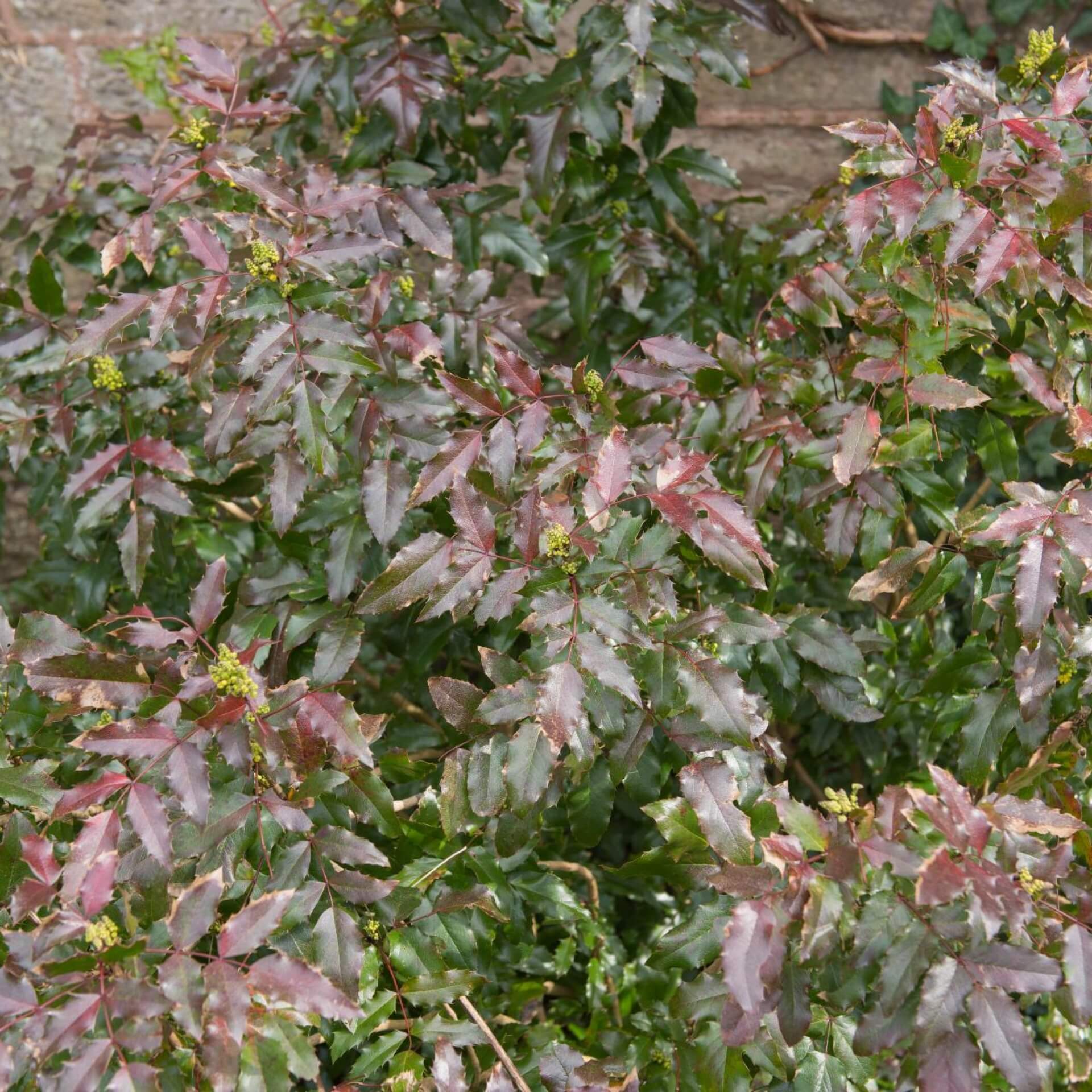 Rotlaubige Mahonie 'Atropurpurea' (Mahonia aquifolium 'Atropurpurea')