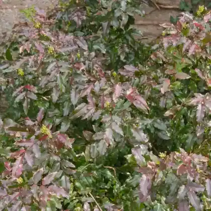 Foto von Rotlaubige Mahonie 'Atropurpurea' (Mahonia aquifolium 'Atropurpurea')