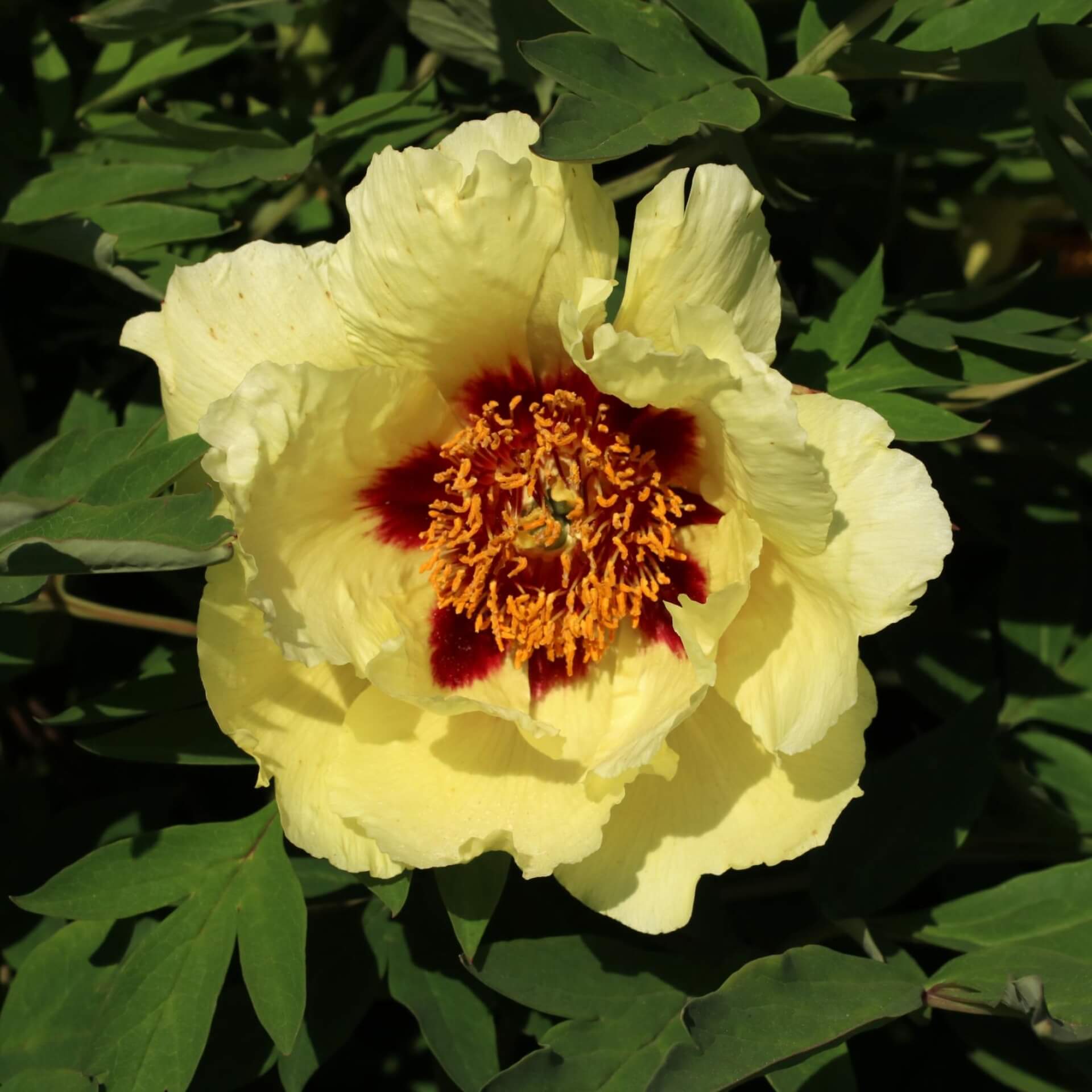 Baum-Pfingstrose 'High Noon' (Paeonia suffruticosa 'High Noon')