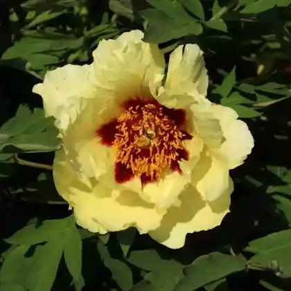 Foto von Baum-Pfingstrose 'High Noon' (Paeonia suffruticosa 'High Noon')