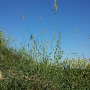 Bromus erectus