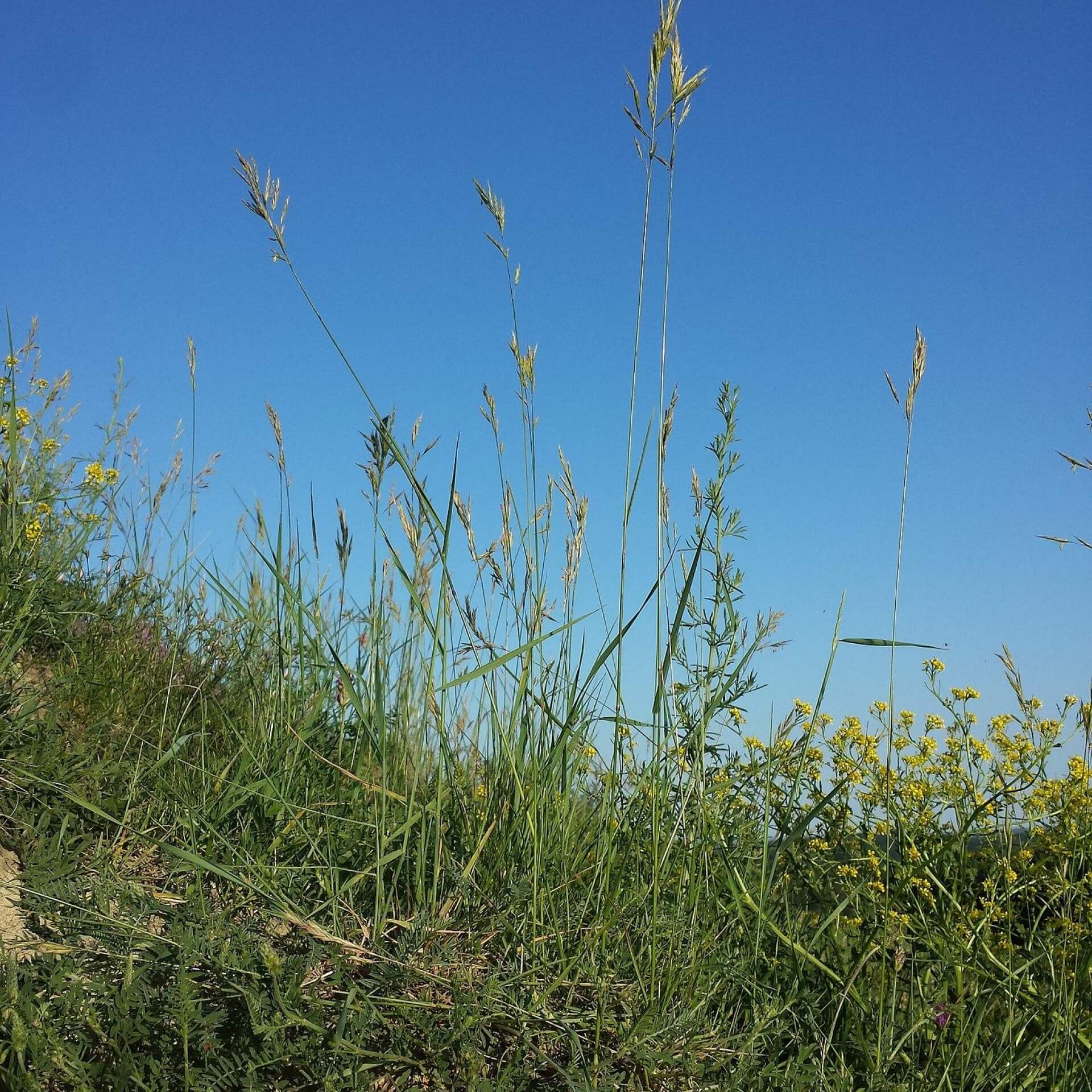 Aufrechte Trespe (Bromus erectus)