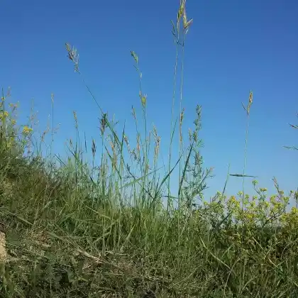 Foto von Aufrechte Trespe (Bromus erectus)