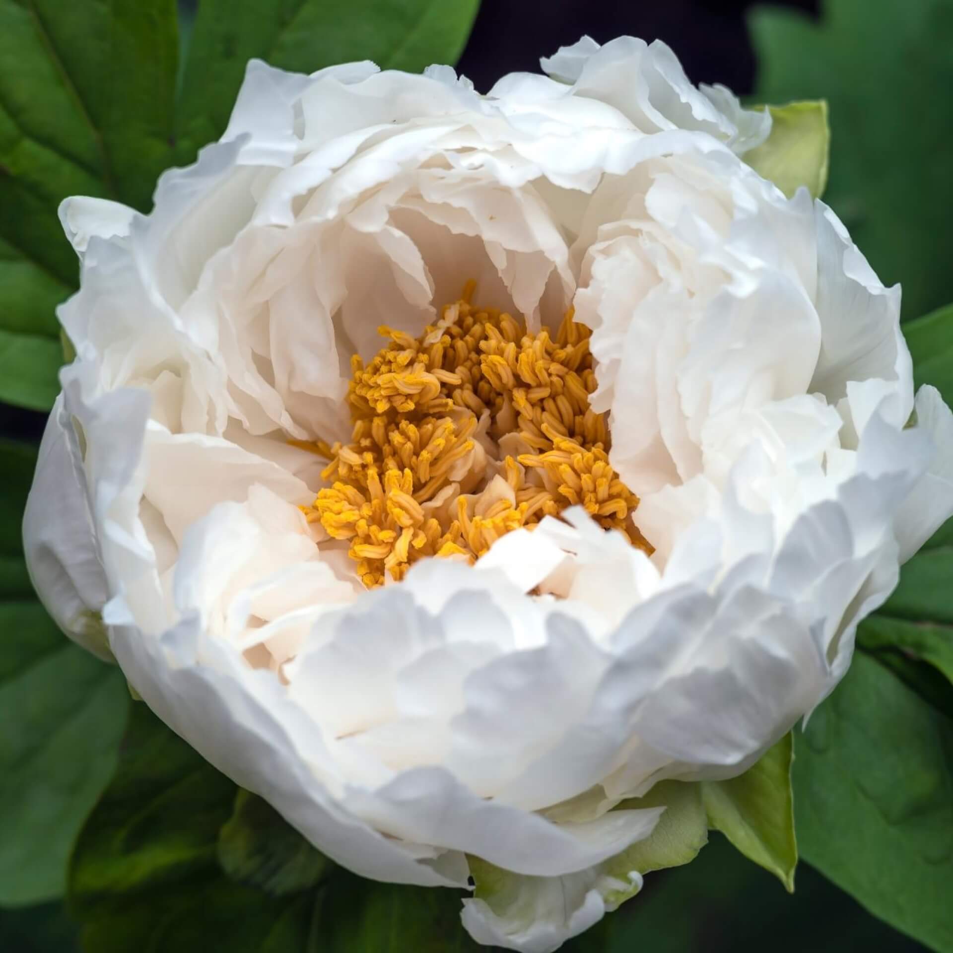 Strauch-Pfingstrose 'Renkaku' (Paeonia suffruticosa 'Renkaku')