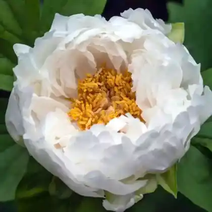Foto von Strauch-Pfingstrose 'Renkaku' (Paeonia suffruticosa 'Renkaku')