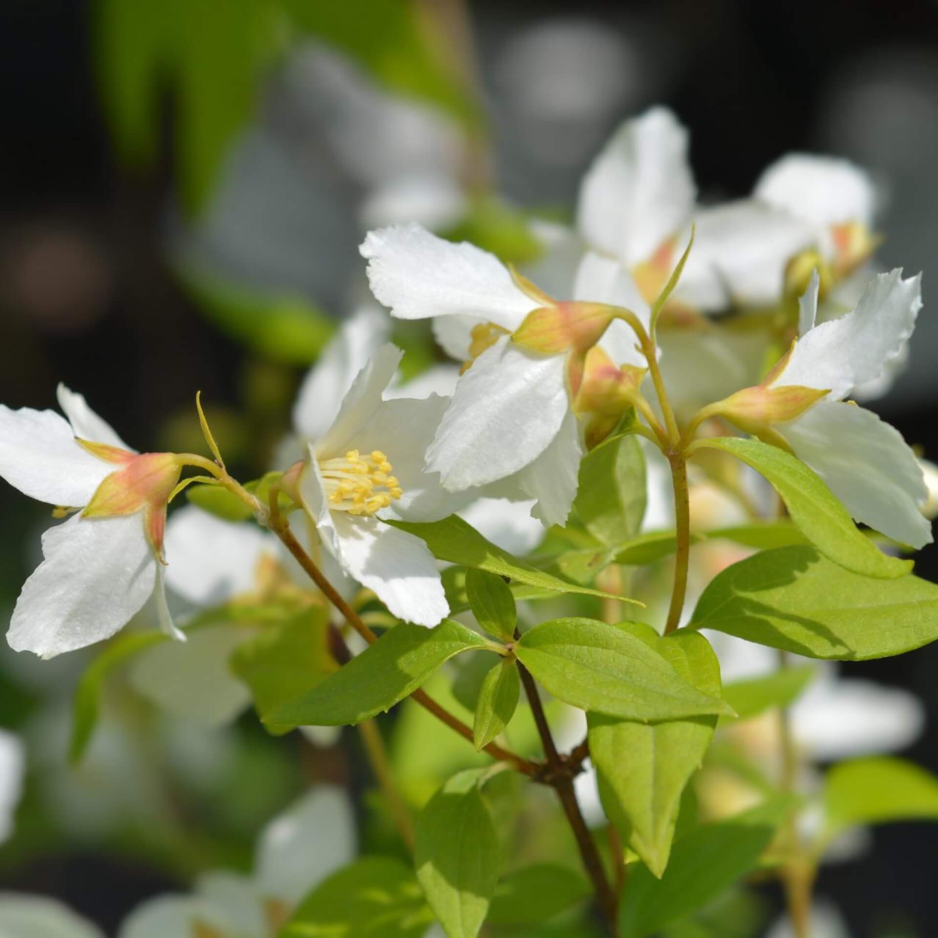 Pfeifenstrauch 'Dame Blanche' (Philadelphus 'Dame Blanche')