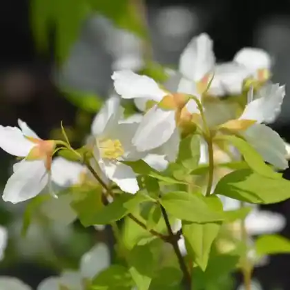 Foto von Pfeifenstrauch 'Dame Blanche' (Philadelphus 'Dame Blanche')