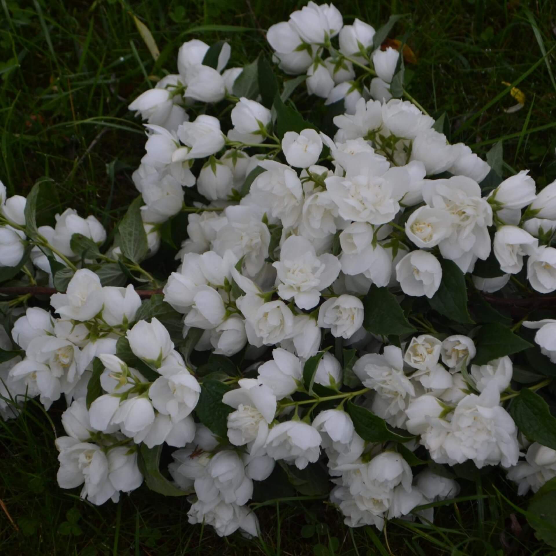 Gartenjasmin 'Minnesota Snowflake' (Philadelphus 'Minnesota Snowflake')