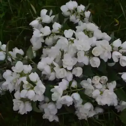 Foto von Gartenjasmin 'Minnesota Snowflake' (Philadelphus 'Minnesota Snowflake')
