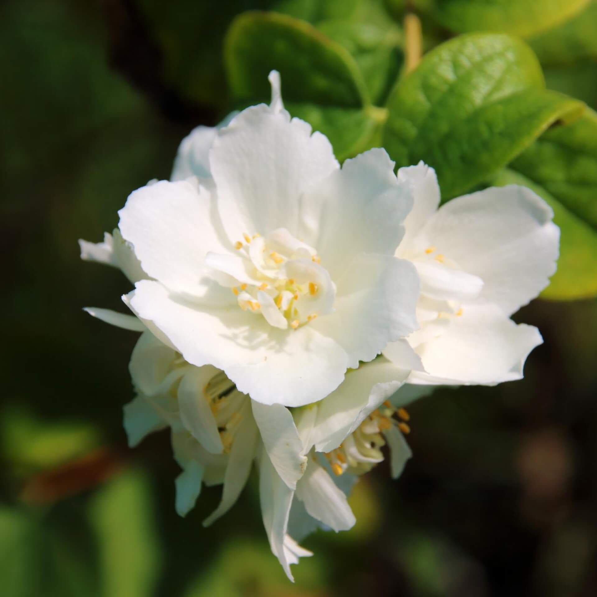 Gartenjasmin 'Schneesturm' (Philadelphus 'Schneesturm')