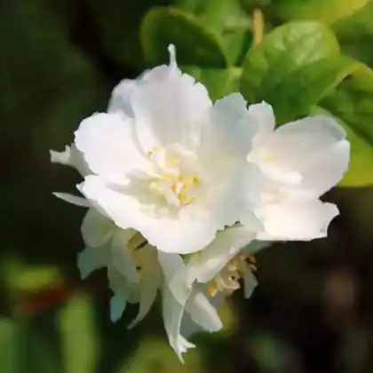 Foto von Gartenjasmin 'Schneesturm' (Philadelphus 'Schneesturm')
