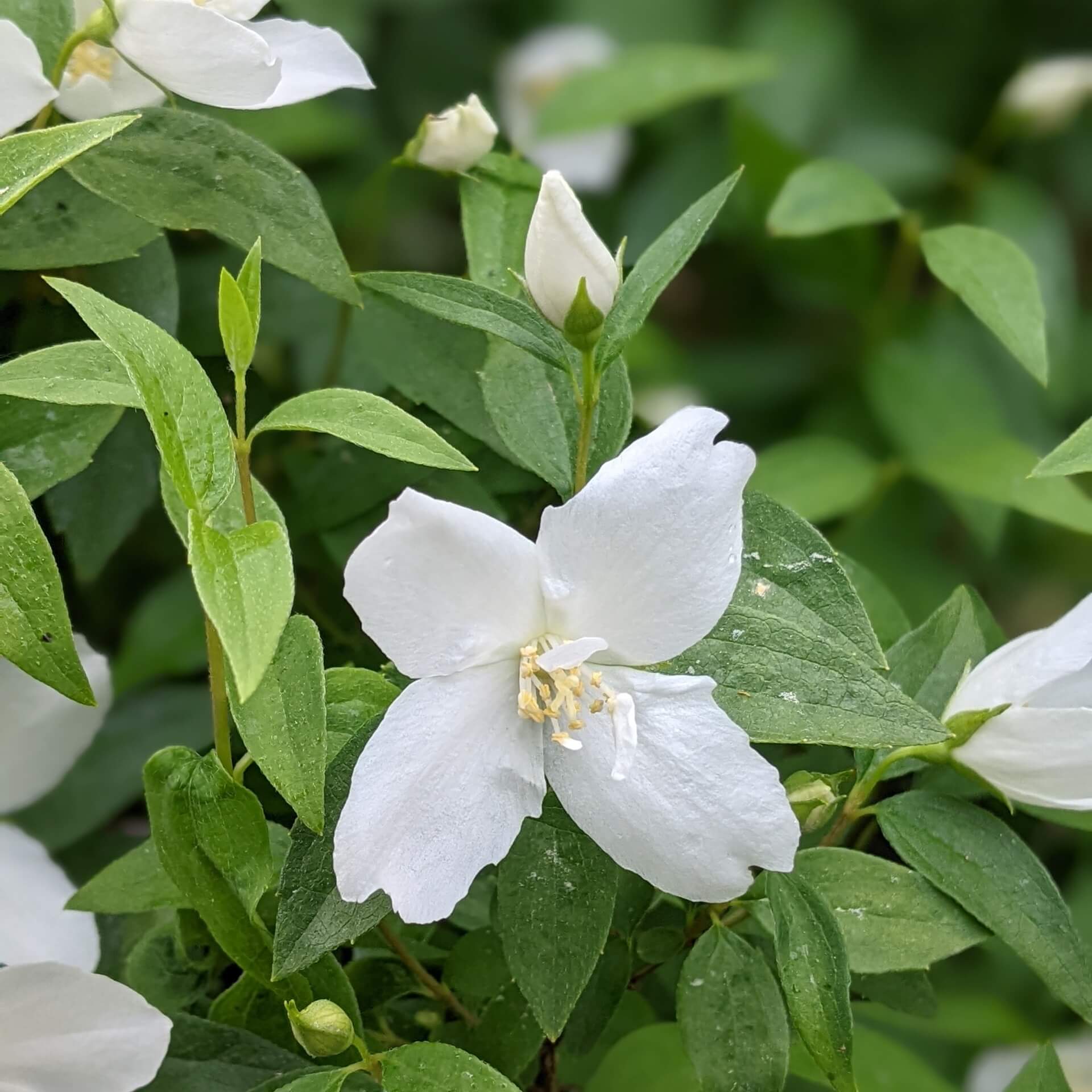 Gartenjasmin 'Silberregen' (Philadelphus 'Silberregen')