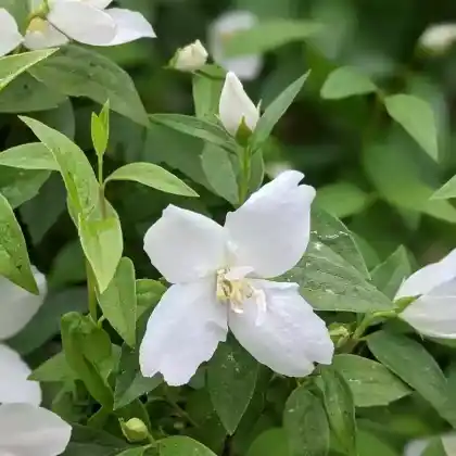 Foto von Gartenjasmin 'Silberregen' (Philadelphus 'Silberregen')