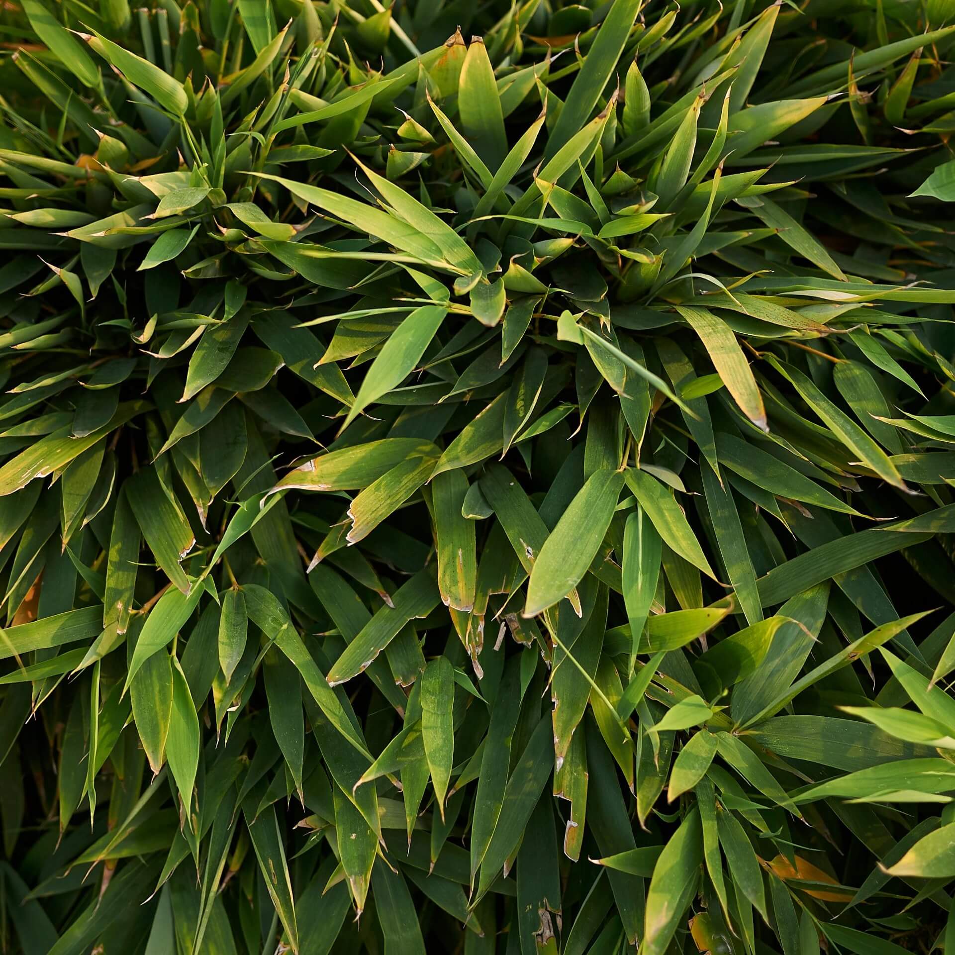 Gold-Flachrohrbambus (Phyllostachys aurea)