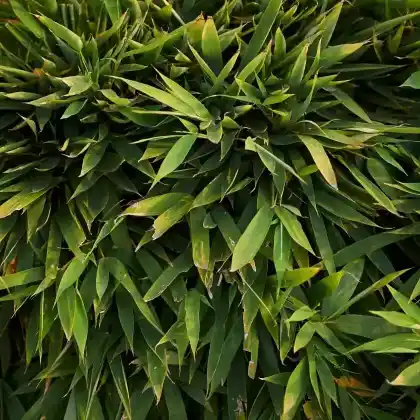 Foto von Gold-Flachrohrbambus (Phyllostachys aurea)