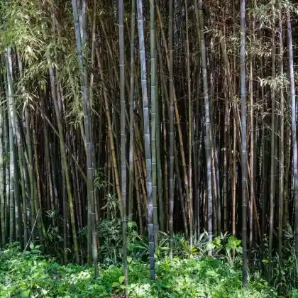 Foto von Schwarzer Flachrohrbambus (Phyllostachys nigra)