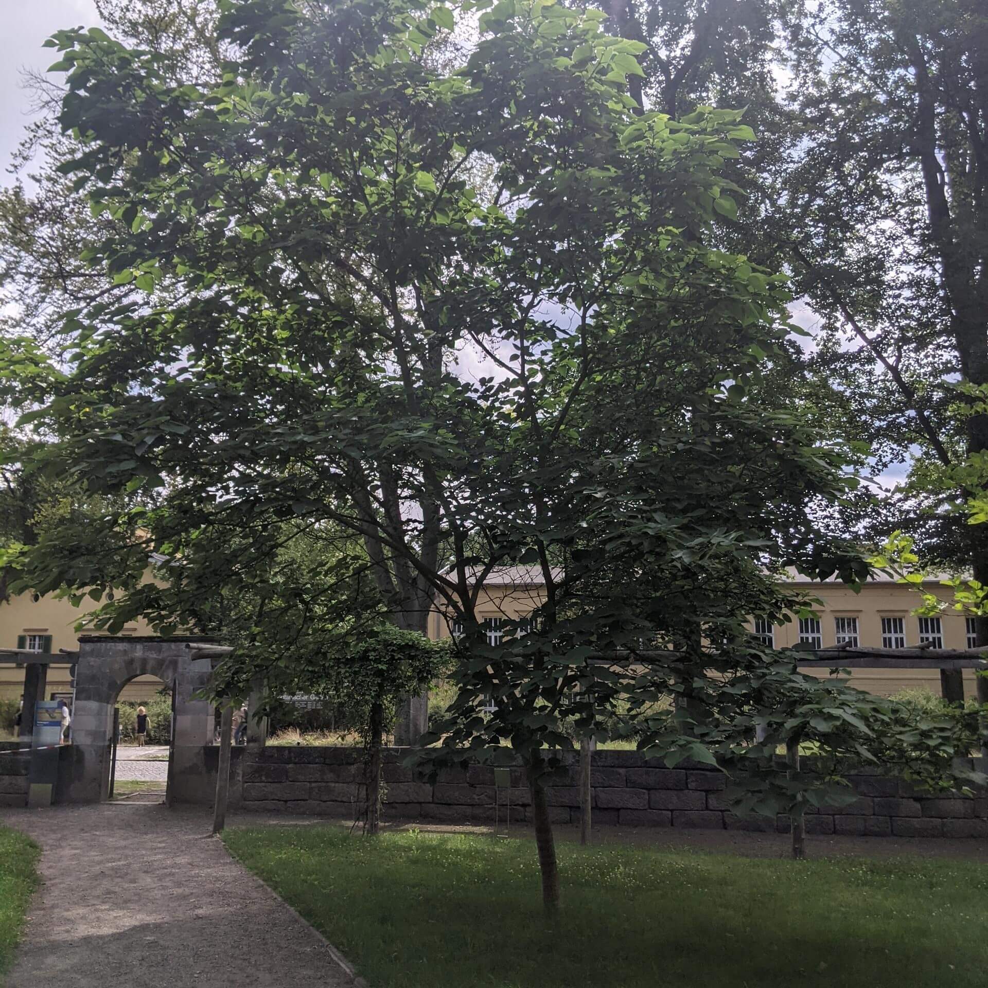 Papiermaulbeerbaum (Broussonetia papyrifera)