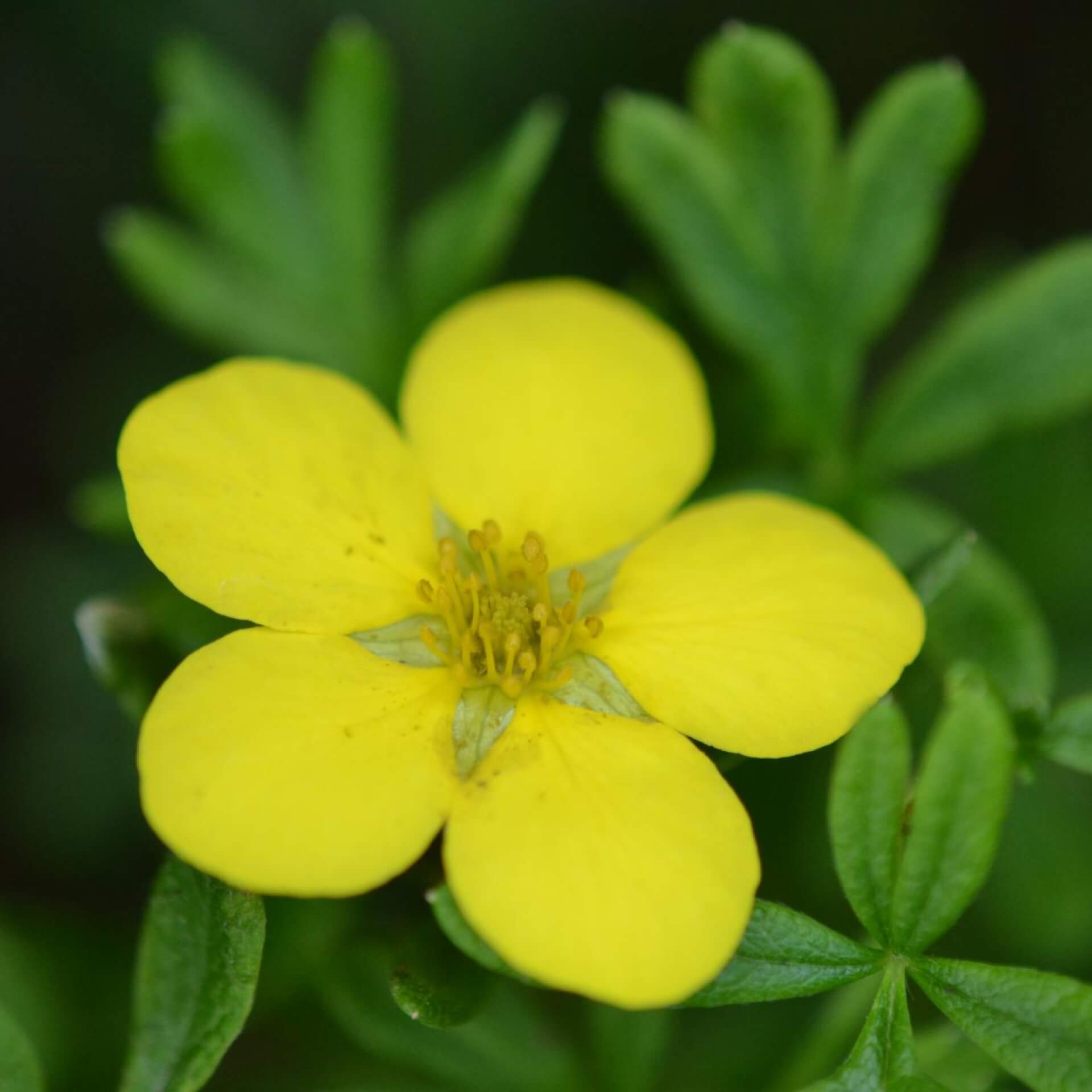 Fingerstrauch 'Goldkissen' (Potentilla fruticosa 'Goldkissen')