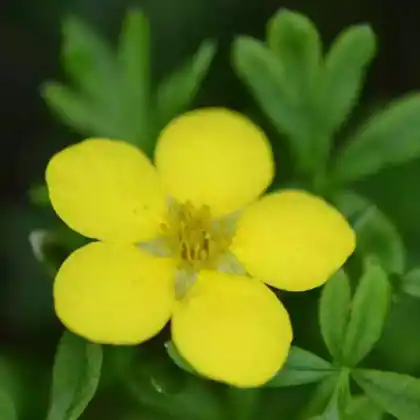 Foto von Fingerstrauch 'Goldkissen' (Potentilla fruticosa 'Goldkissen')