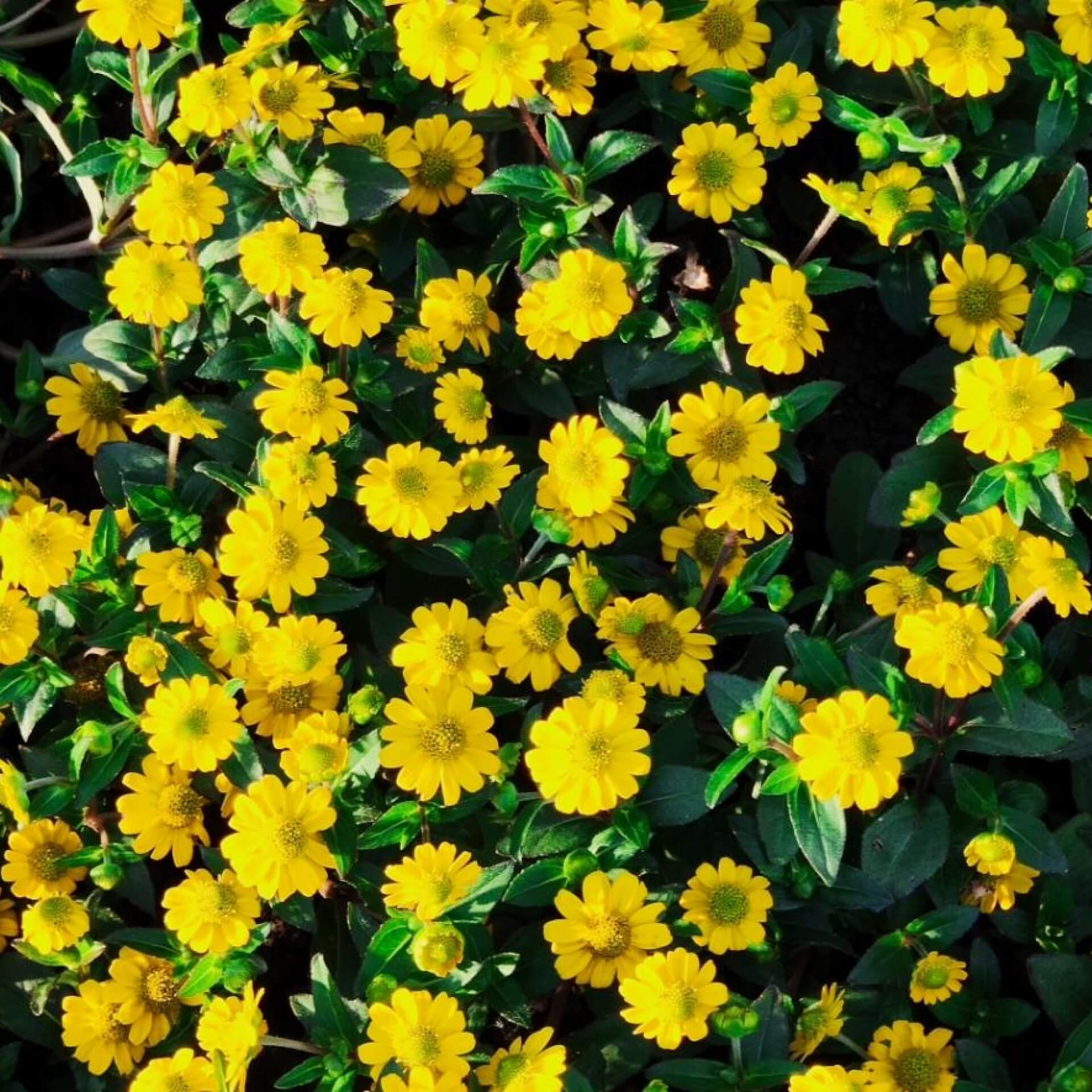 Fingerstrauch 'Goldstar' (Potentilla fruticosa 'Goldstar')