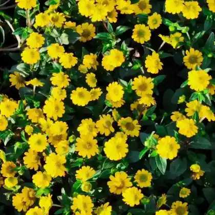 Foto von Fingerstrauch 'Goldstar' (Potentilla fruticosa 'Goldstar')
